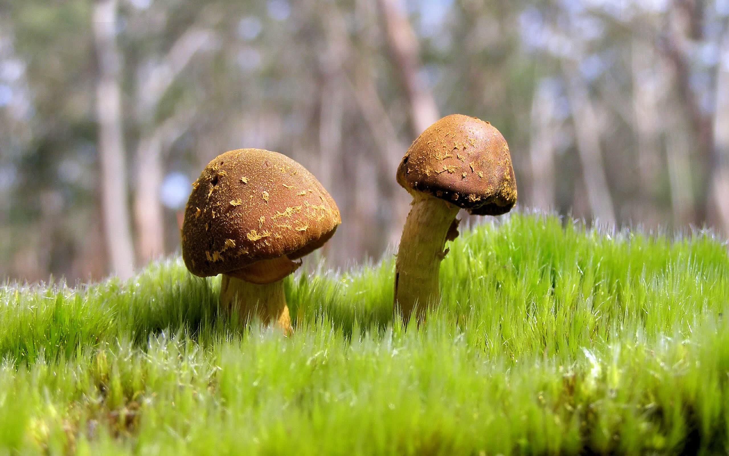 2026 世界杯吉祥物限量版中国风配色为何引发全球疯抢？，世界杯吉祥物设计